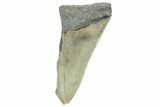 Partial Megalodon Tooth - South Carolina #320720-1